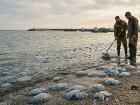 Медузы в Азовском море у берегов Херсонщины станут сырьем для медицинского коллагена