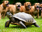 «Одна против стаи»: в Пензе черепаха отбилась от собак — мужчина не смог пройти мимо