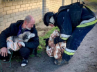 В Херсоне пожарные спасли из огня двух собак