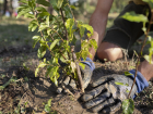 В Геническе появился «семейный лес» который сажали целыми поколениями