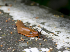 Модные слизни атакуют огороды и угрожают урожаю