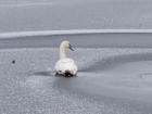 Сотрудники МЧС отказались помогать в спасении погибающего лебедя под Геническом