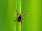 В Херсонской области за месяц клещи покусали шесть человек