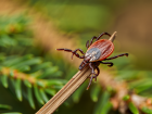 С начала сезона в Херсонской области клещи покусали уже 20 человек