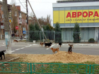 В Новой Каховке заметили нашествие бродячих собак