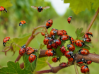 Массовое вторжение божьих коровок засняли в Херсонской области
