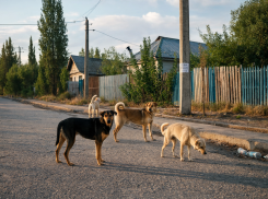 Приюты и отлов собак намерены узаконить в Херсонской области
