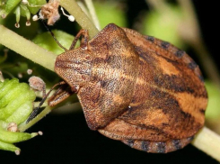 Засилье паразитов может настигнуть аграриев Херсонщины в этом году