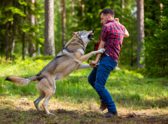 Волк напал на четверых людей в Великой Лепетихе