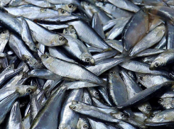 Россельхознадзор запустил экстренные проверки качества рыбы в Херсонской области