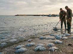 Медузы в Азовском море у берегов Херсонщины станут сырьем для медицинского коллагена