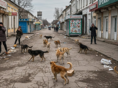 В Новокаховском округе Херсонщины резко выросло число бездомных собак