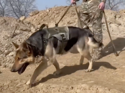 Служебная овчарка обнаружила десятки мин на Херсонском направлении