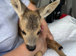 Бойцы армии России спасли оленёнка в Херсонской области 