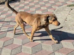 Стая бродячих собак терроризирует жителей Геническа — власти молчат