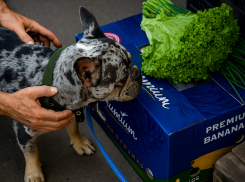 В Каховке на рынке нашли потерявшегося пса — вся Херсонщина ищет его хозяина