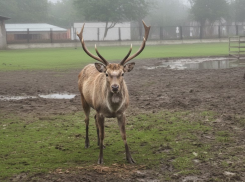 В Херсонском заповеднике «Аскания-Нова» сняли на видео семейство оленей Давида