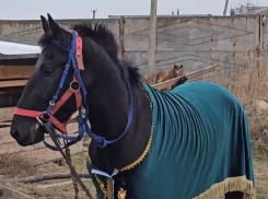 Конному клубу в Скадовске подарили трёхлетнего жеребца из Карачаево-Черкессии