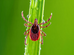В Херсонской области зафиксировано 42 случая укусов клещей
