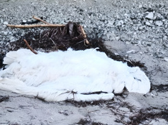 Загадочная гибель лебедей произошла на побережье Геническа