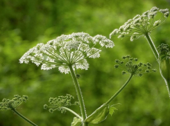 С 1 марта 2026 года жителям Херсонщины придётся травить ядовитого захватчика по закону