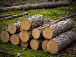 Срубленные деревья в крымских парках отправляют херсонским бойцам