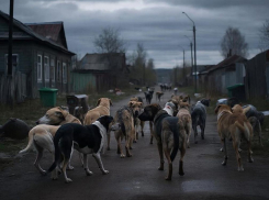 В Скадовске ввели режим повышенной готовности из-за свор бродячих собак