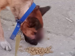 Пса из Херсонщины после обстрела собрали «по кусочкам» в Крыму и вернули к нормальной жизни