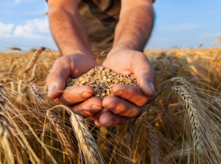 Херсонская область возобновила экспорт зерна впервые за три года