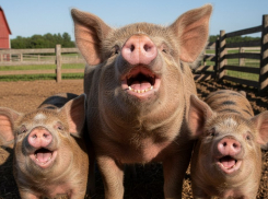 Скриншот вместо квитанции: херсонское министерство провалило иск на 6,4 млн рублей