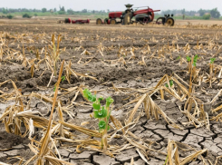 Херсонская область потеряла свыше 600 млн руб из-за засухи