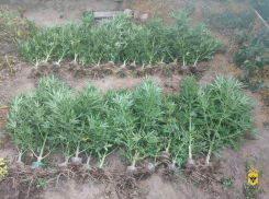 В огороде херсонца полицейские нашли 27 кустов конопли