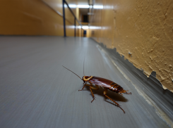 Прокуратура Херсонщины наказала управляющую компанию из-за тараканов в многоэтажках