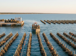 Устриц начнут разводить в Кланчакском округе Херсонщины 