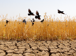 На правом берегу Херсонской области жара и засуха уничтожила 600 гектаров кукурузы