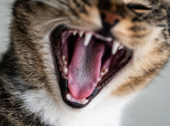 На жителя Херсонской области напал бешеный кот