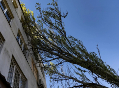 В Херсоне показали упавшие от урагана деревья и антидроновые сети