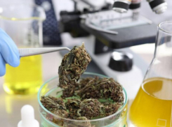 Каховкские полицейские изъяли марихуану у местного жителя – что скрывал мужчина