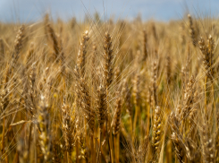  В Херсонской области не допустили более 260 тысяч тонн опасного зерна