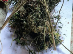 В Херсонской области мужчине грозит срок за употребление дурман-травы