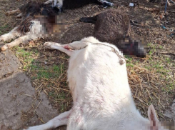 Стая волков по ночам массово выгрызает скот во дворах Херсонской области 