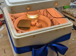 Омбудсмен Львова-Белова подарит херсонскому мальчику инкубатор на Новый год