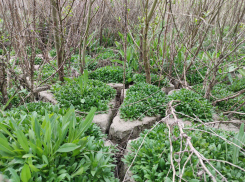 На дне Каховского водохранилища выросли семиметровые деревья