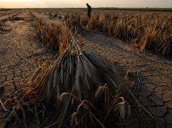 Стало известно, какой ущерб понесли аграрии Херсонщины за сезон 2024-2025 годов