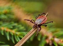 С начала сезона в Херсонской области клещи покусали уже 20 человек