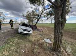 Под Чаплинкой «Приора» с прицепом картошки слетела с трассы и врезалась в дерево