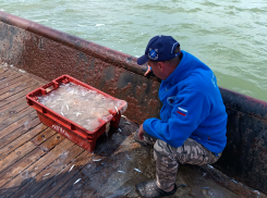 Медузы чуть не устроили продовольственную катастрофу в Херсонской области 