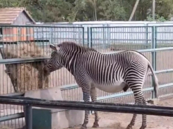 Херсонский заповедник «Аскания-Нова» закроется на зимовку