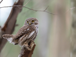 В Стрелковом спасли от гибели маленького сыча
