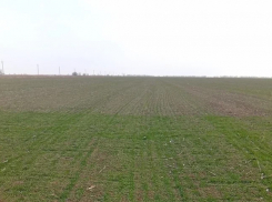 Россельхозцентр проверил 50 тысяч гектаров земель Херсонской области на наличие вредителей